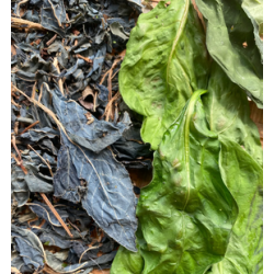 19-Eco-Print with Indirubined leaf - the vacuum way, complementary courses for "INSIDE INDIGO" by Julia Tabakhova