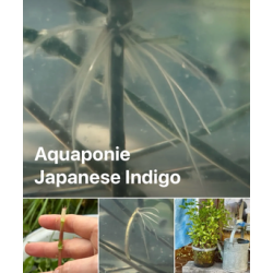 19-Eco-Print with Indirubined leaf - the vacuum way, complementary courses for "INSIDE INDIGO" by Julia Tabakhova