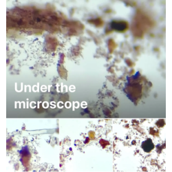 20-Character study : Persicaria Tinctoria stem pigment and more, complementary courses for "INSIDE INDIGO" by Julia Tabakhova