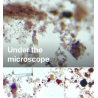 20-Character study : Persicaria Tinctoria stem pigment and more, complementary courses for "INSIDE INDIGO" by Julia Tabakhova