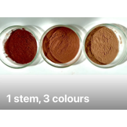 20-Character study : Persicaria Tinctoria stem pigment and more, complementary courses for "INSIDE INDIGO" by Julia Tabakhova