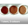 20-Character study : Persicaria Tinctoria stem pigment and more, complementary courses for "INSIDE INDIGO" by Julia Tabakhova