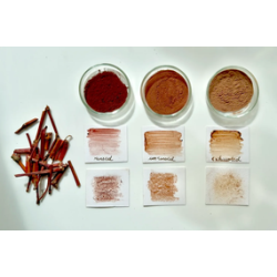 20-Character study : Persicaria Tinctoria stem pigment and more, complementary courses for "INSIDE INDIGO" by Julia Tabakhova