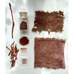20-Character study : Persicaria Tinctoria stem pigment and more, complementary courses for "INSIDE INDIGO" by Julia Tabakhova