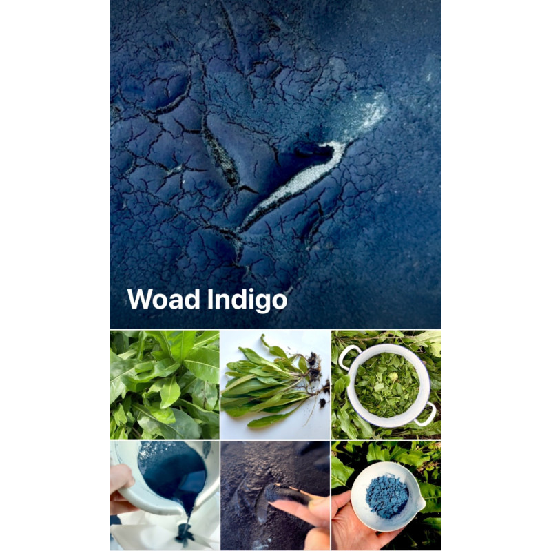 23-INSIDE WOAD: harvest smarter not harder, complementary courses for "INSIDE INDIGO" by Julia Tabakhova