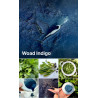 23-INSIDE WOAD: harvest smarter not harder, complementary courses for "INSIDE INDIGO" by Julia Tabakhova