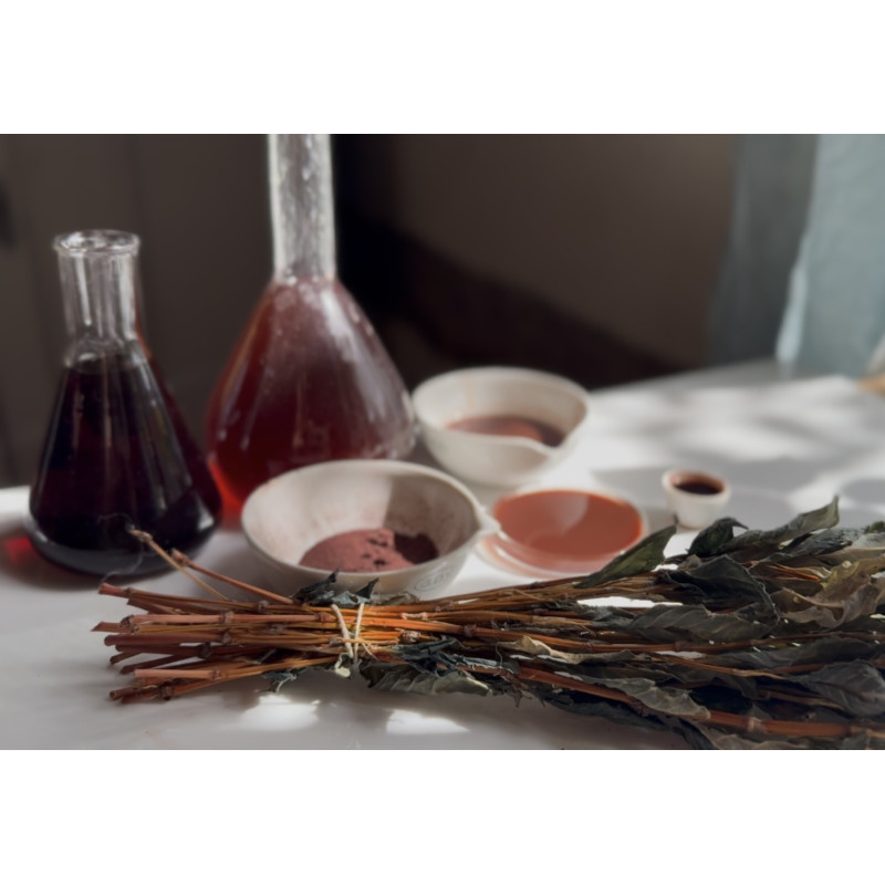 20-Character study : Persicaria Tinctoria stem pigment and more, complementary courses for "INSIDE INDIGO" by Julia Tabakhova