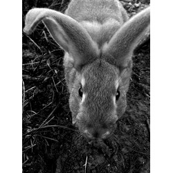 Toute La Lire, Cahier 4