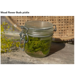 3- Pickles with Woad, complementary courses for the book "INSIDE INDIGO" by Julia Tabakhova