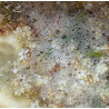 4-Indirubin Soda, complementary courses for the book "INSIDE INDIGO" by Julia Tabakhova