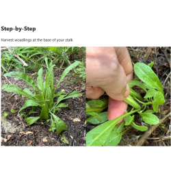 6-Indirubin with woad, complementary courses for the book "INSIDE INDIGO" by Julia Tabakhova