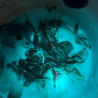 7-Heated aqueous extraction: extended edition for Japanese Indigo pigment - indirubin, complementary course for "INSIDE INDIGO"