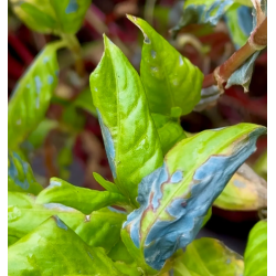 7-Heated aqueous extraction: extended edition for Japanese Indigo pigment - indirubin, complementary course for "INSIDE INDIGO"