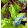 7-Heated aqueous extraction: extended edition for Japanese Indigo pigment - indirubin, complementary course for "INSIDE INDIGO"