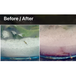 13 - Indirubin pigment, complementary courses for "INSIDE INDIGO" by Julia Tabakhova